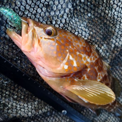 キジハタの釣果