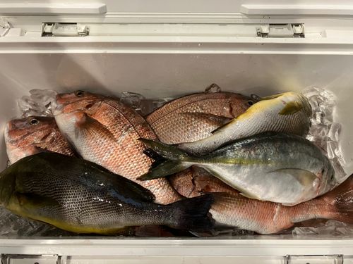 マダイの釣果