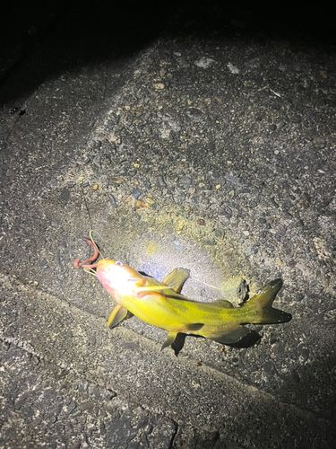 アメリカナマズの釣果