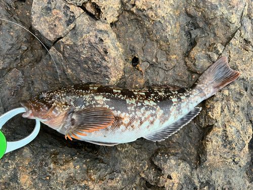 アイナメの釣果