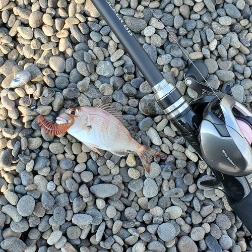 マダイの釣果