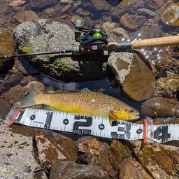 ブラウントラウト