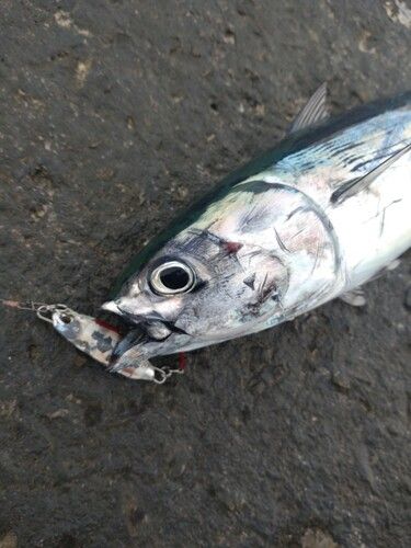 ソウダガツオの釣果