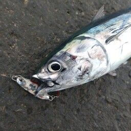 ソウダガツオ