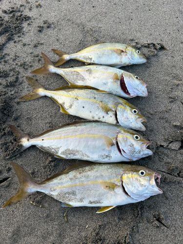 ショゴの釣果