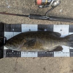 スモールマウスバス