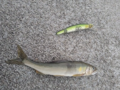 アユの釣果