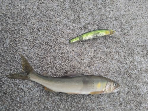アユの釣果