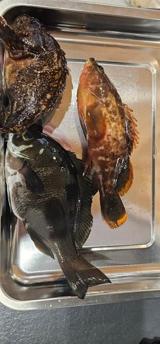 キジハタの釣果