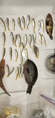 メジナの釣果