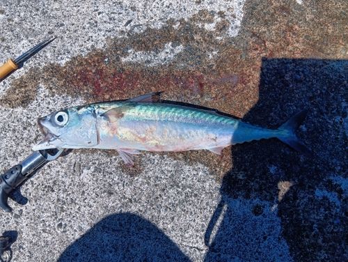 サバの釣果