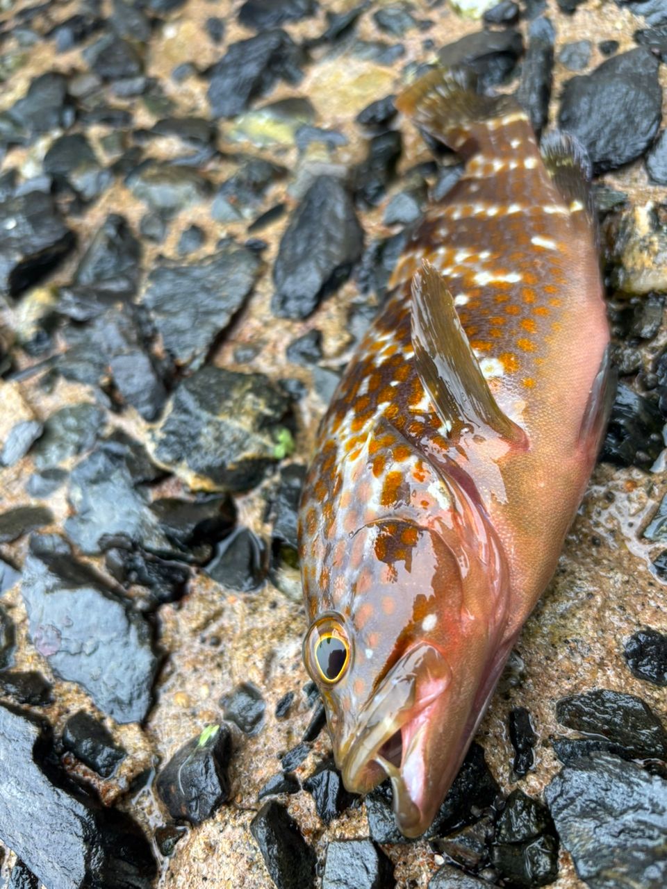 オオモンハタ