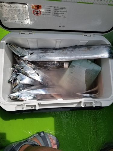 タチウオの釣果