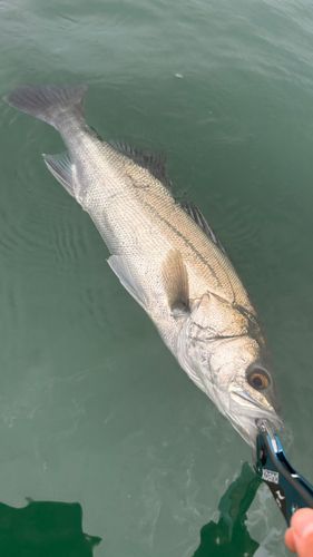 スズキの釣果