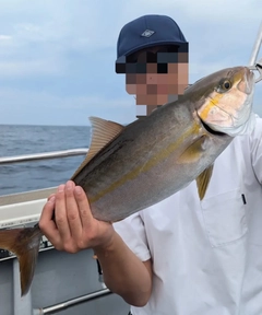 カンパチの釣果