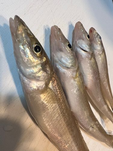 シロギスの釣果