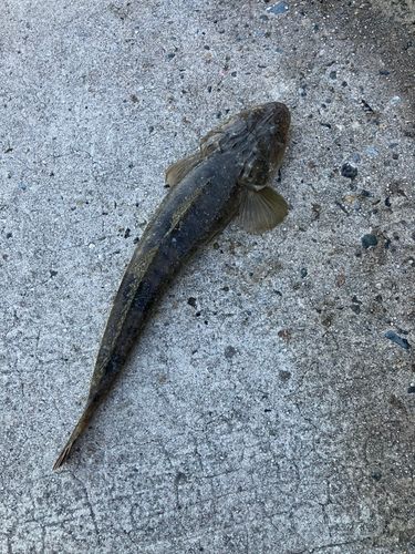 マゴチの釣果