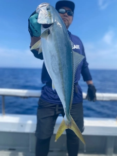 ワラサの釣果
