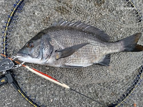 チヌの釣果