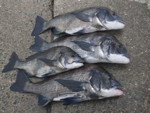 チヌの釣果