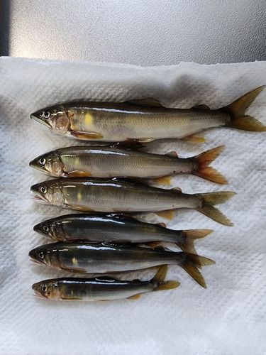 アユの釣果