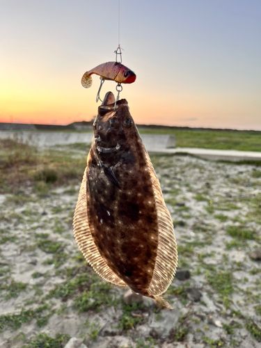 ヒラメの釣果