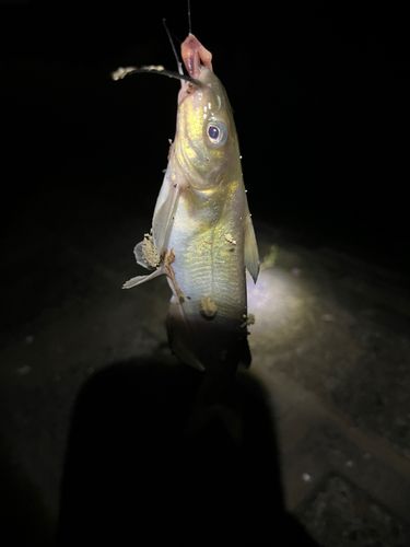 アメリカナマズの釣果