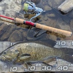 スモールマウスバス