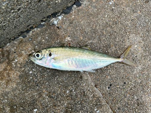 マルアジの釣果