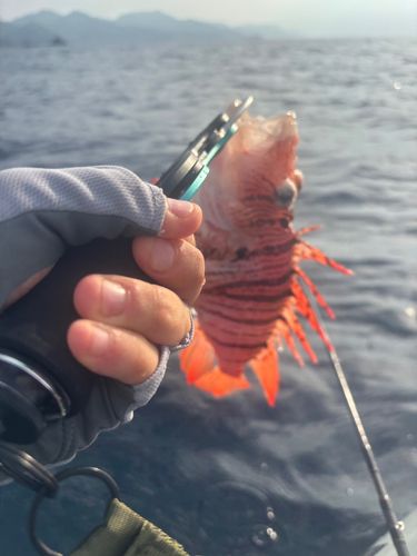 ミノカサゴの釣果