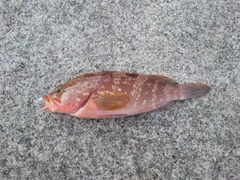キジハタの釣果