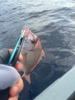 チダイの釣果