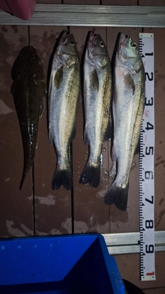 スズキの釣果
