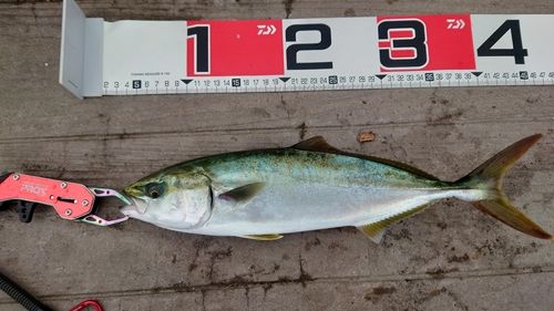 ワカシの釣果