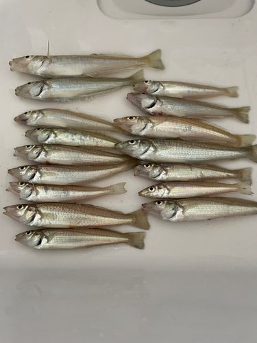 キスの釣果