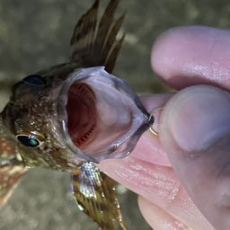 カサゴ