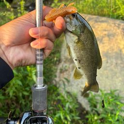 スモールマウスバス