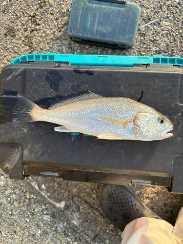 イシモチの釣果