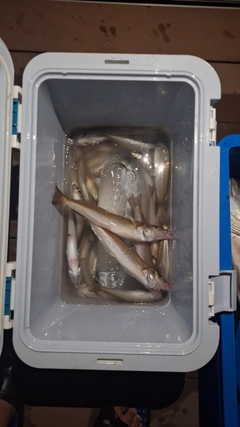 キスの釣果