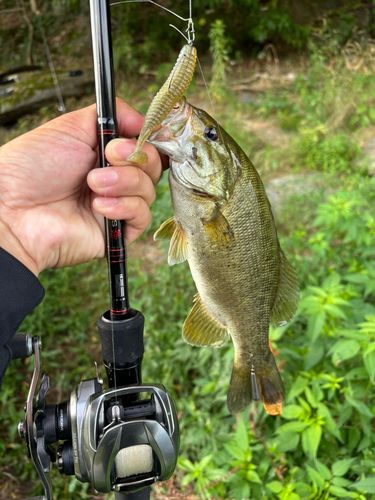 スモールマウスバスの釣果