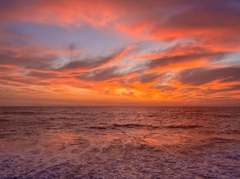 クサフグの釣果