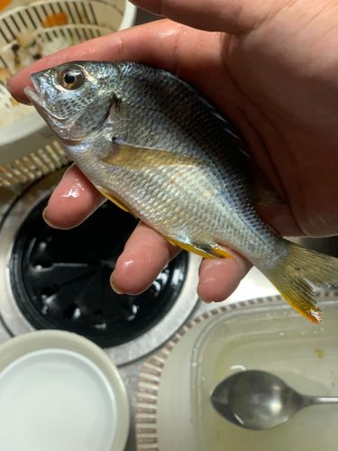 キビレの釣果