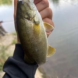 スモールマウスバス