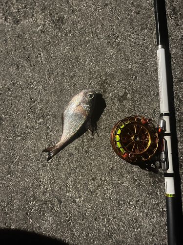 ミナミハタンポの釣果