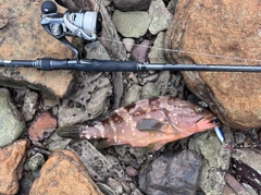 キジハタの釣果