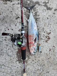 ソウダガツオの釣果