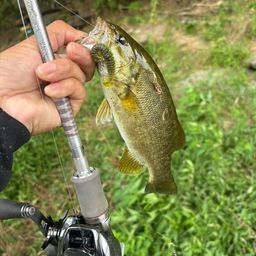 スモールマウスバス