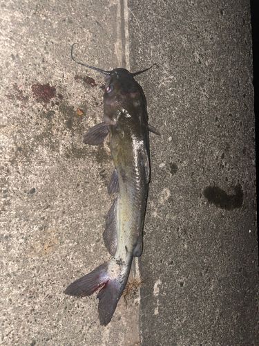チャネルキャットフィッシュの釣果