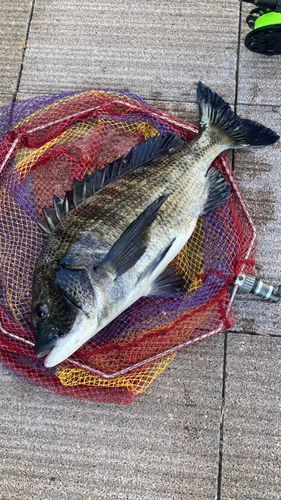 クロダイの釣果