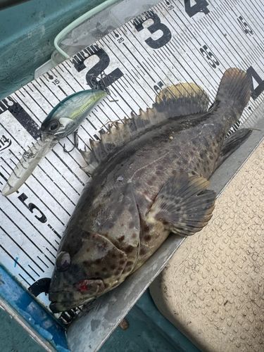 チャイロマルハタの釣果